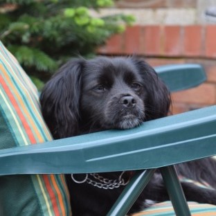 Rescue dog sitting in chair