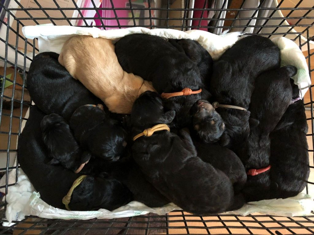 hovawart puppies for sale