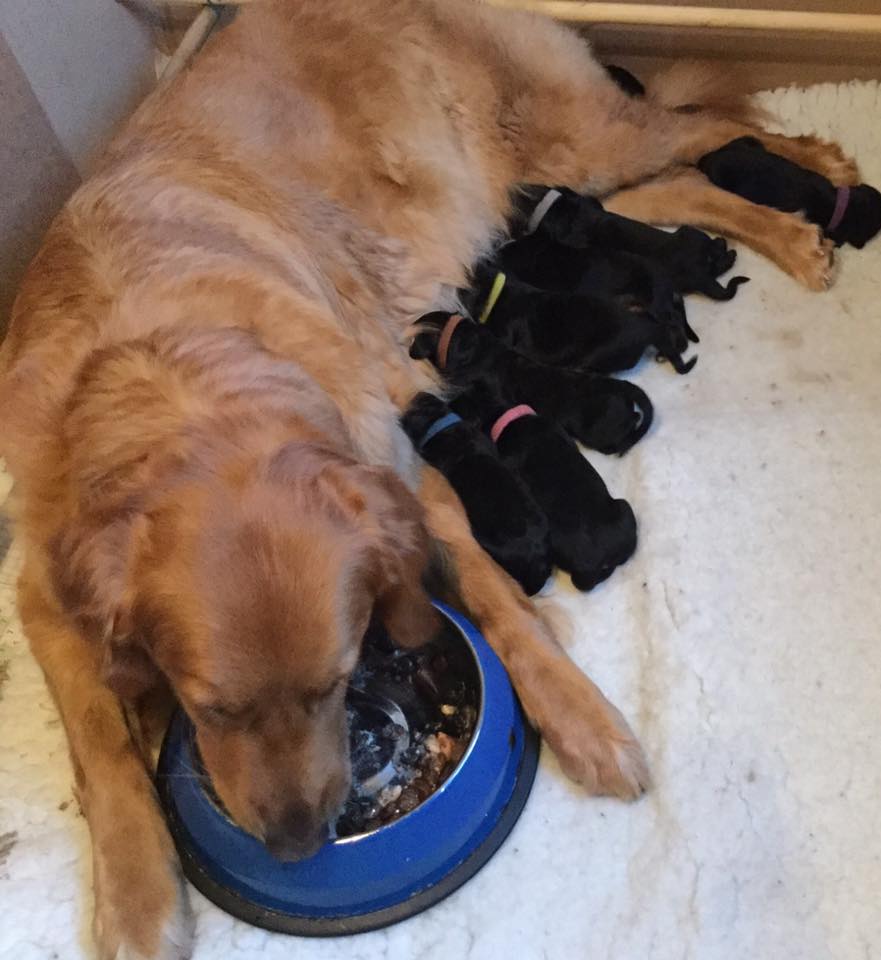 Hovawart feeding her puppies