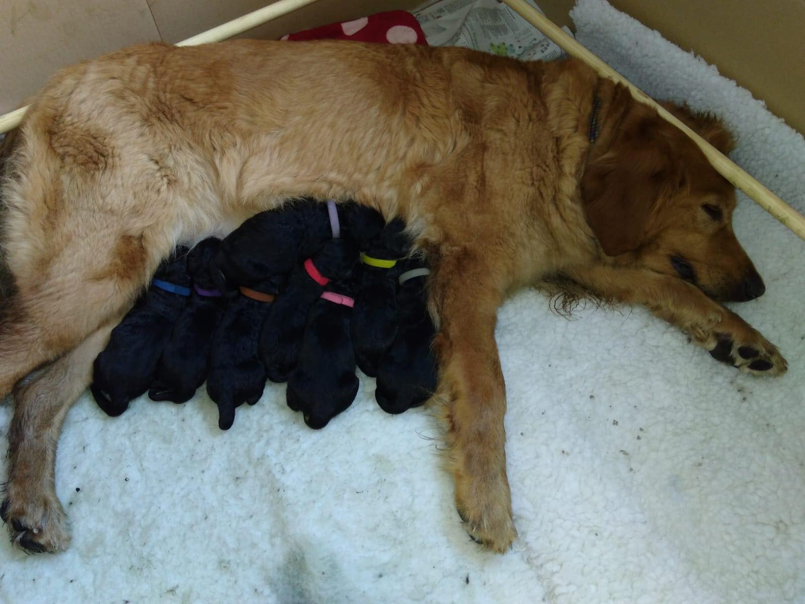 Hovawart mum with newborn puppies