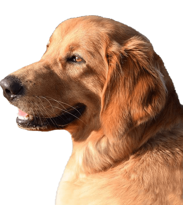 Blonde Hovawart head study