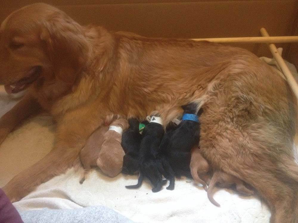 Hovawart mum with newborn puppies