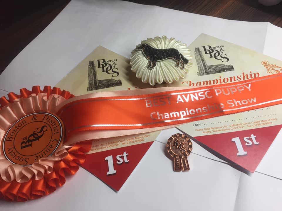 1st place show certificates and best puppy rosettes