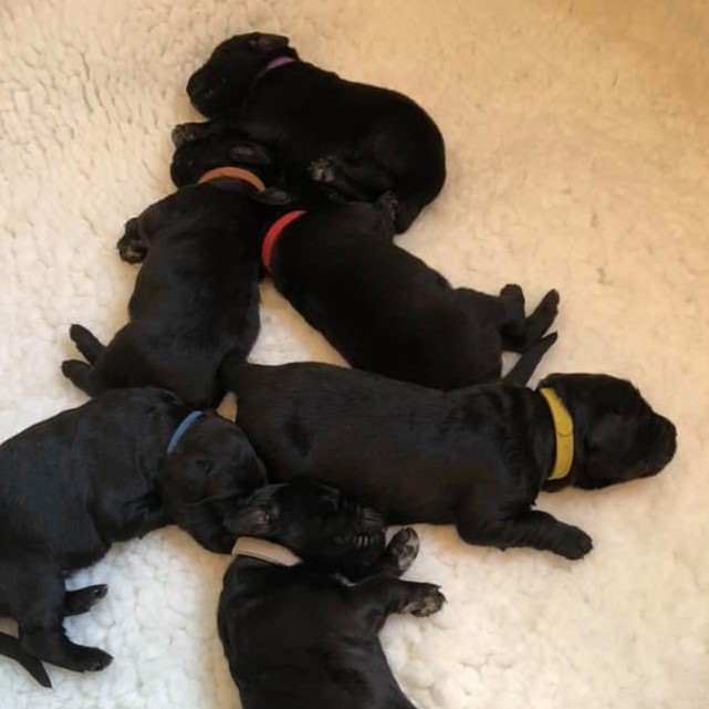 young Hovawart puppies sleeping