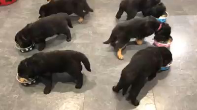 Hovawart puppies feeding from individual bowls