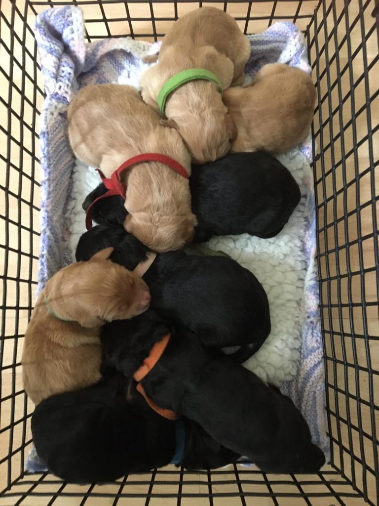 Newborn Hovawart puppies