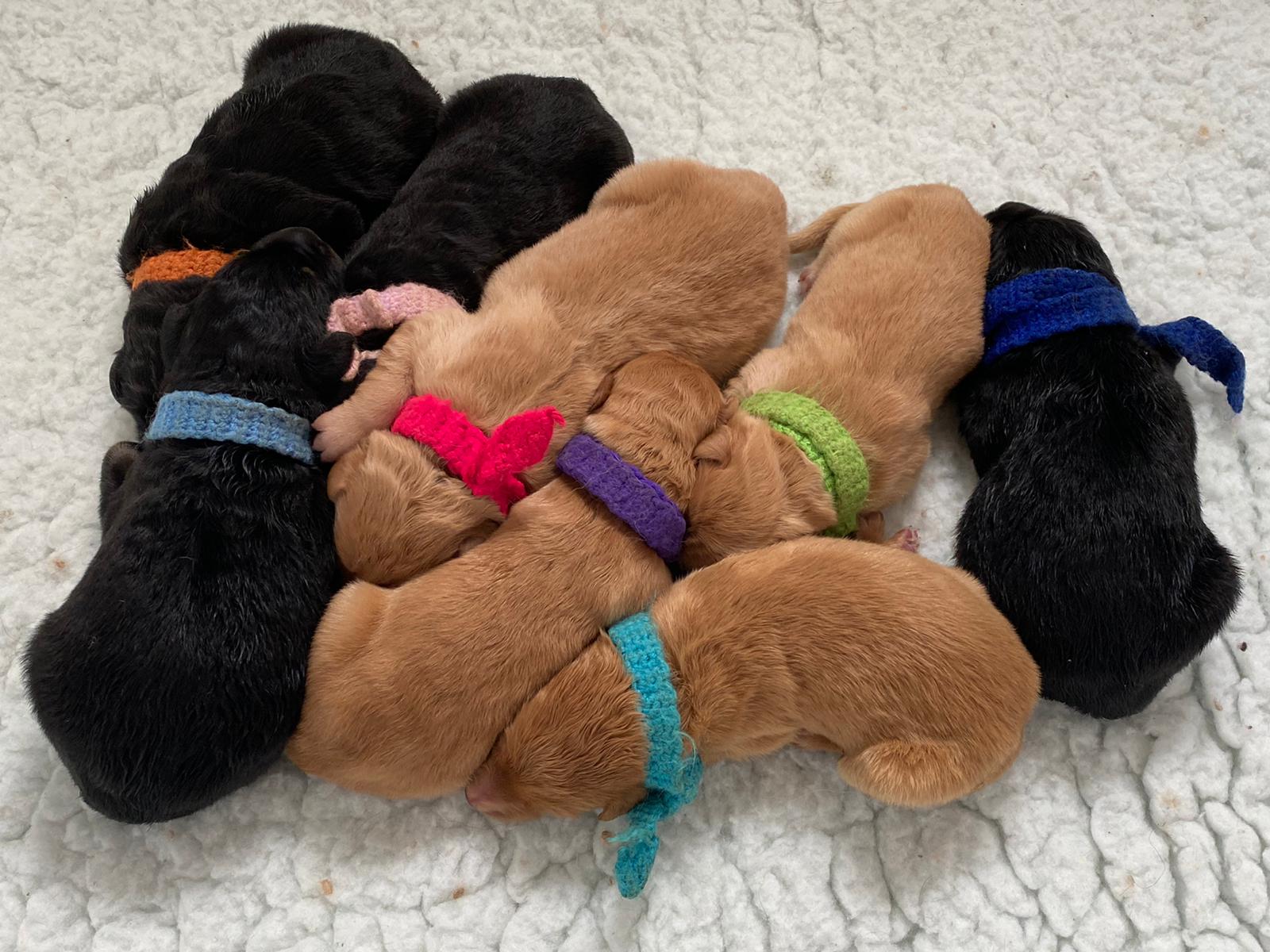 Hovawart puppies three days old