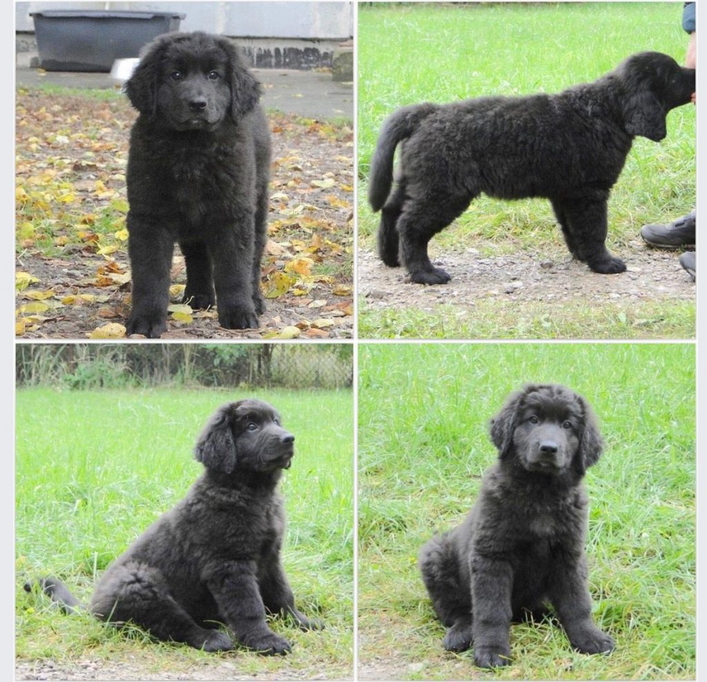 Black Hovawart as a puppy at 8 weeks old