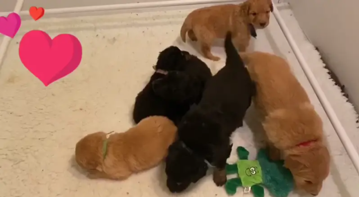 Three week old Hovawart puppies