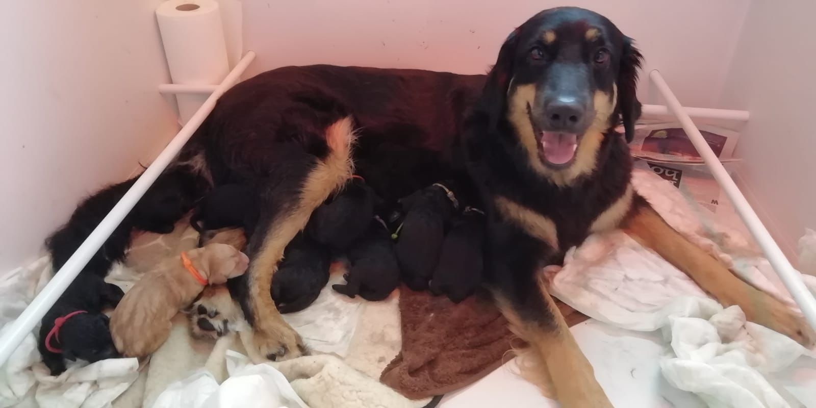 Hovawart puppies shown with mum Krista