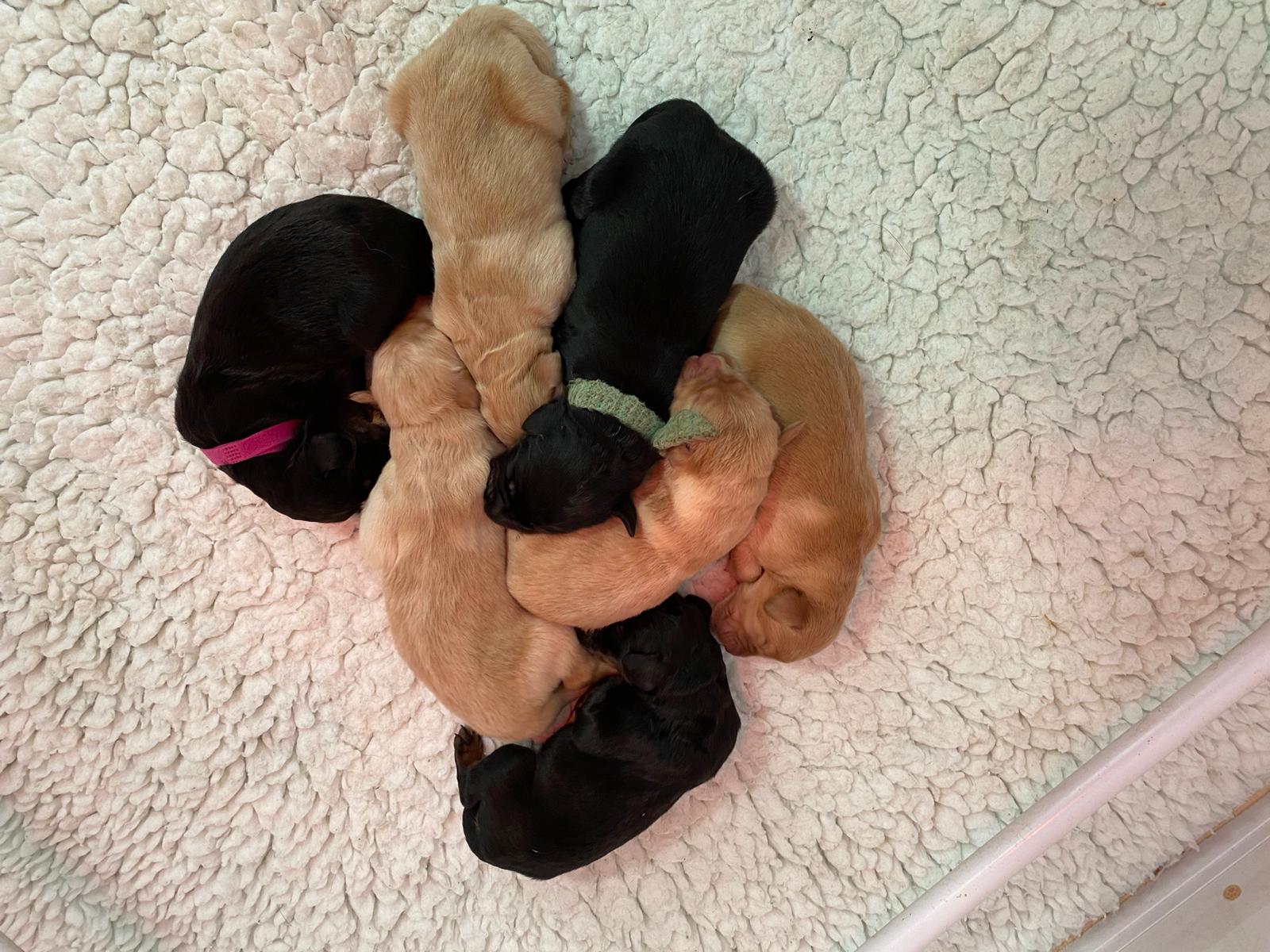 Hovawart puppies