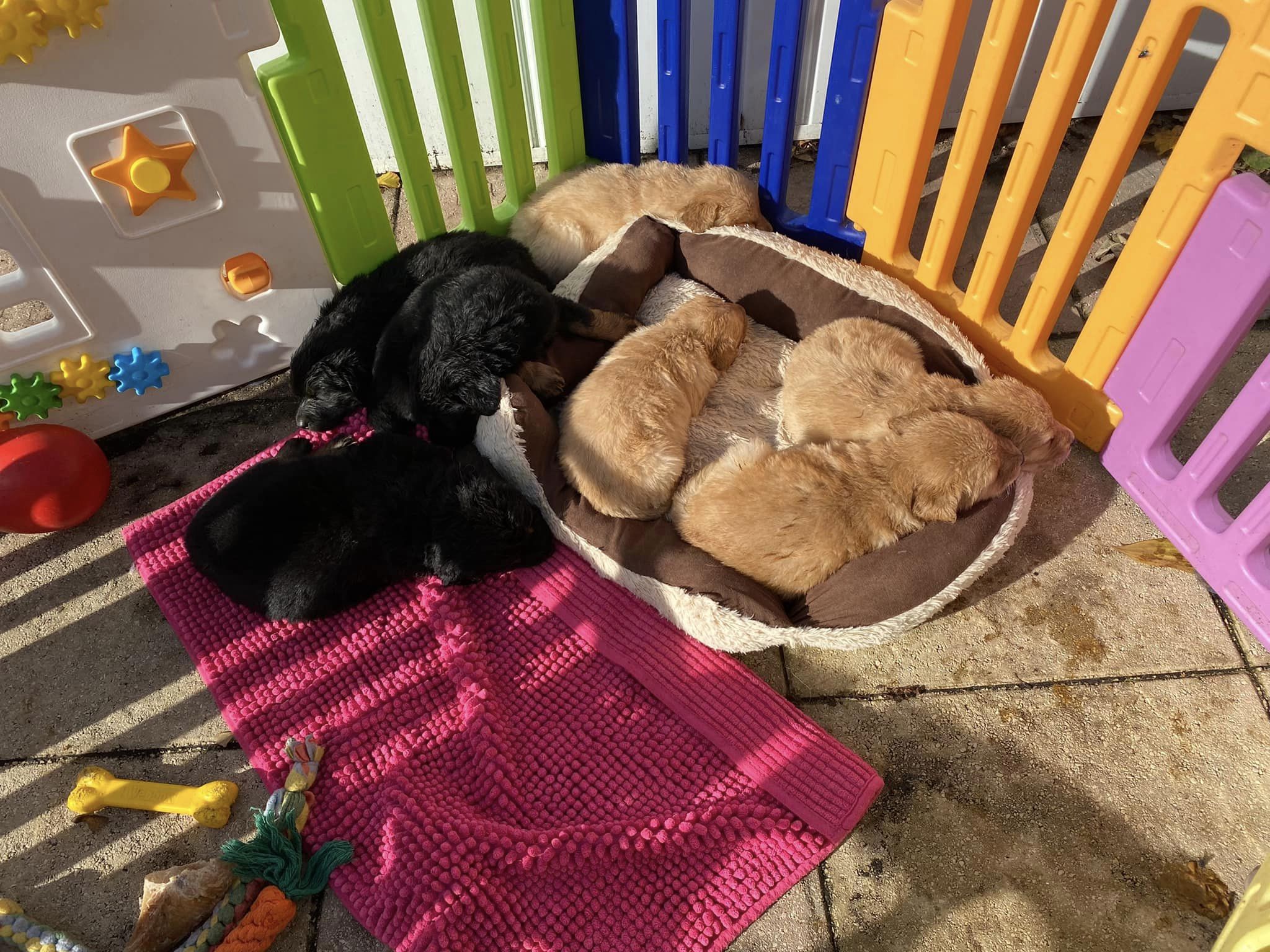 Hovawart puppies playing outside