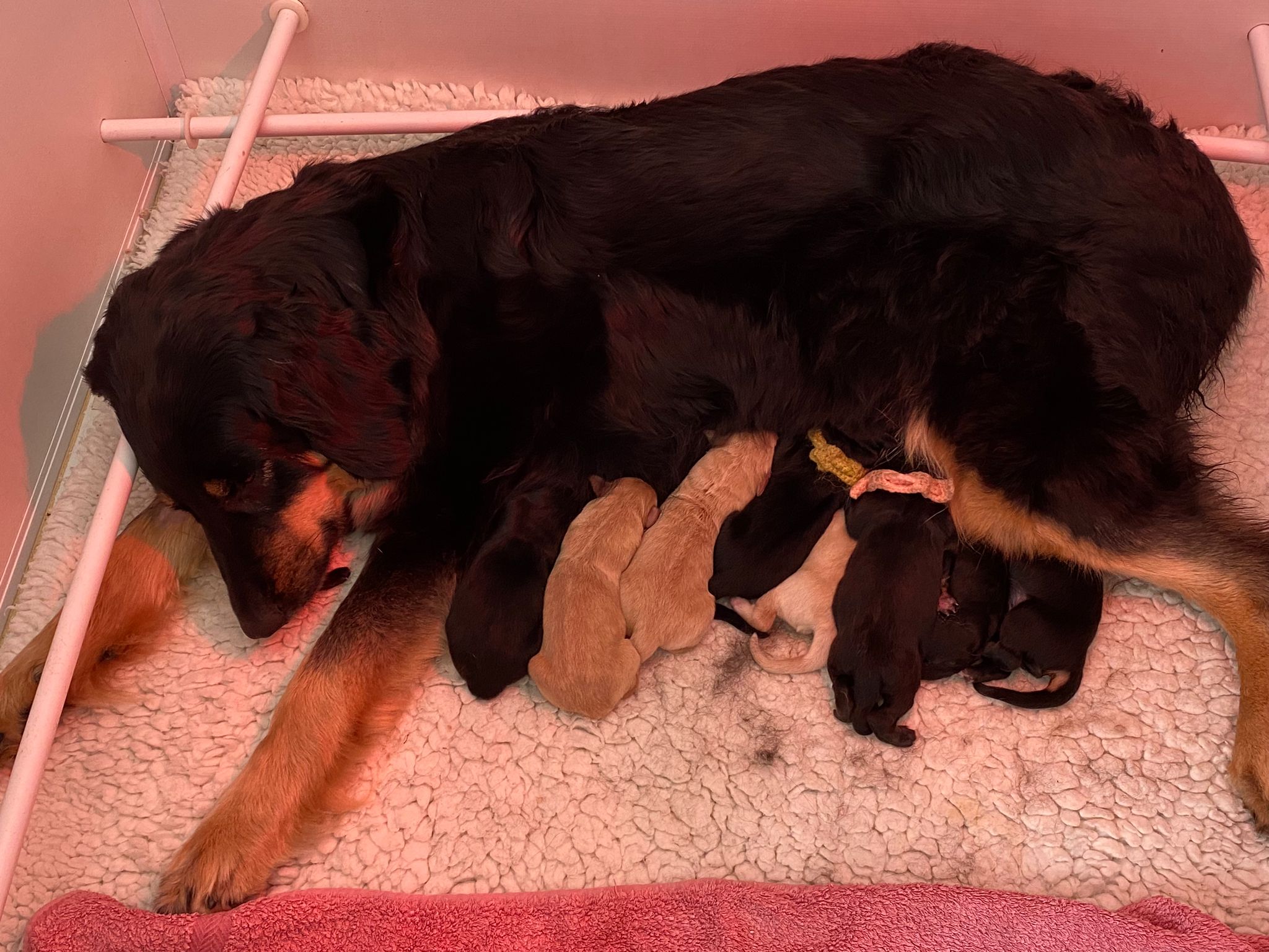Hovawart puppies with mum