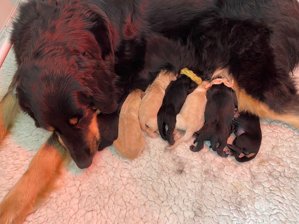 Hovawart puppies with mum