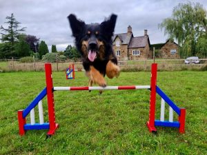 A Hovawart in mid air over an agility jump