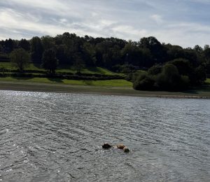 Hovawart Enjoying a swim in open waterrt