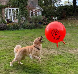 A Hovawart playing with a space hopper