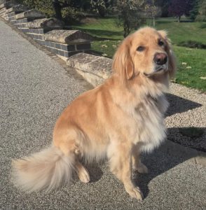 Hovawart sitting in the sun