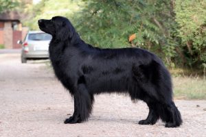 Hovaawart in a show pose outside