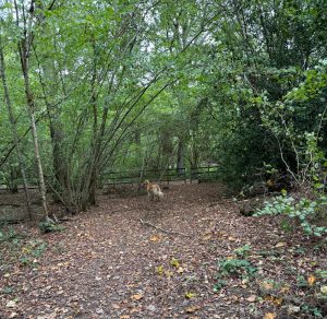 Hovawart enjoying the woods