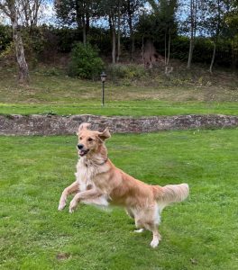 A hovawart being active and jumping in a field