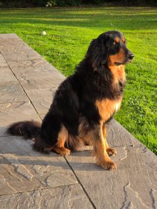 Hovawart sitting in the sun