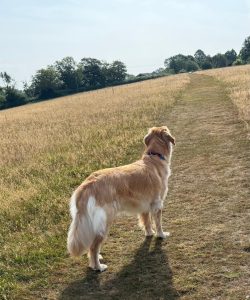 Hovawart loking down a path