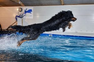 Hovawart jumping into Hydrotherapy pool